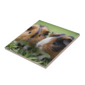 Carreau Deux bébés cochons de Guinée Tortoiseshell, (Côté)