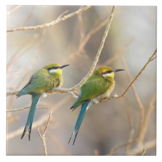 Carreau Deux Bee-eaters (Devant)