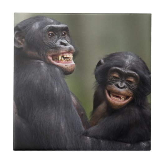 Carreau Deux bonobos de sourire (Devant)