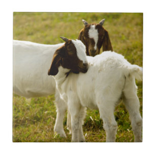 Carreau Deux chèvres boers mignonnes rustiques