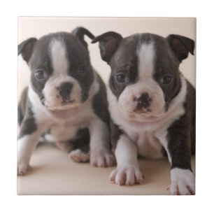 Carreau Deux chiots de Boston Terrier