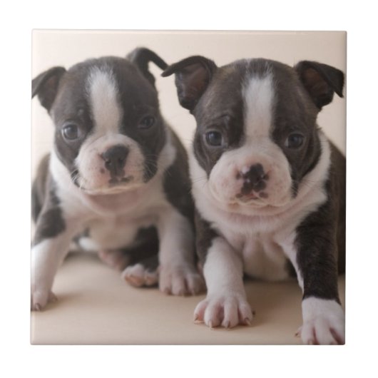 Carreau Deux chiots de Boston Terrier (Devant)