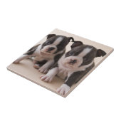 Carreau Deux chiots de Boston Terrier (Côté)