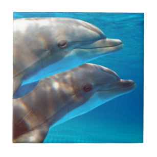 Carreau Deux dauphins nageant