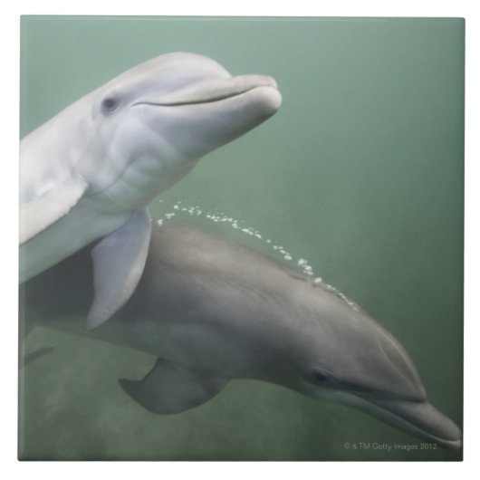 Carreau Deux dauphins sous-marins (Devant)