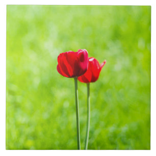 Carreau Deux fleurs de tulipes rouges
