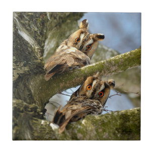 Carreau Deux hiboux dans les bois, oiseaux, faune en céram