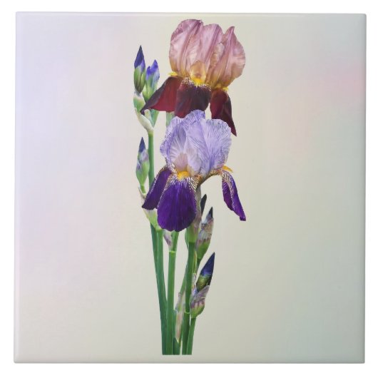 Carreau Deux iris barbus Un marron Un violet (Devant)