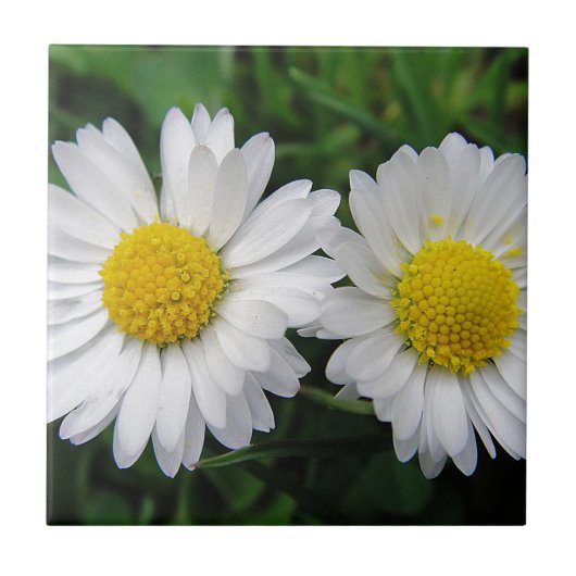 Carreau Deux mignonnes marguerites blanches (Devant)
