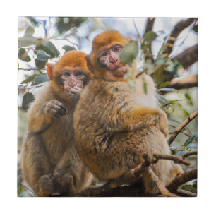Carreau Deux Mignons singes
