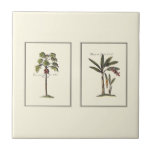 Carreau Deux mini palmiers encadrés<br><div class="desc">Deux reproductions miniatures encadrées de palmiers. Simple et subtile,  cette pièce ne distraira pas du charme d'une chambre. Ferait un grand cadeau pour vous ou un être cher!</div>