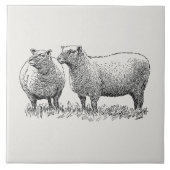 Carreau Deux moutons illustrés (Devant)
