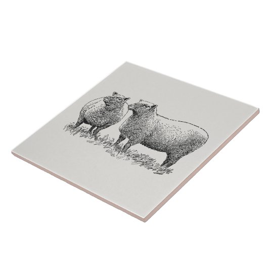 Carreau Deux moutons illustrés (Côté)