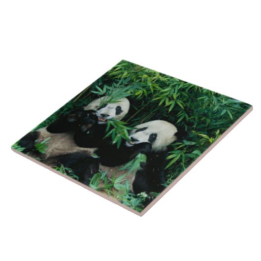 Carreau Deux pandas mangeant du bambou ensemble, Wolong (Côté)