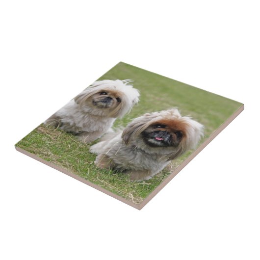 Carreau Deux petits chiots heureux (Côté)