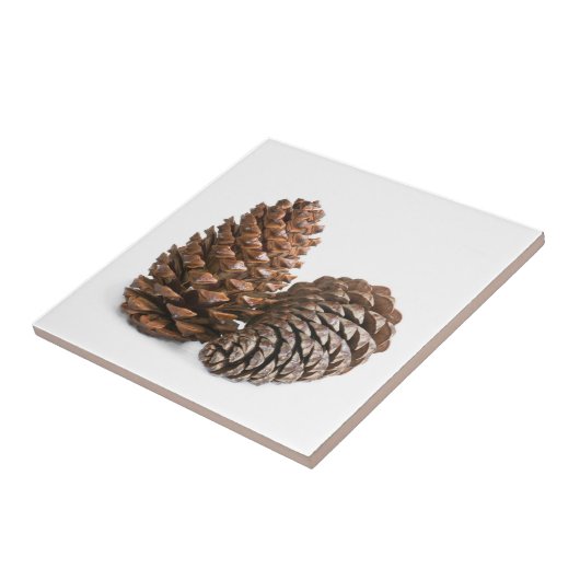 Carreau Deux pinecones (Côté)
