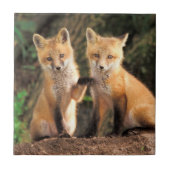 Carreau Deux Pups Red Fox devant leur Den (Devant)