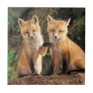 Carreau Deux Pups Red Fox devant leur Den