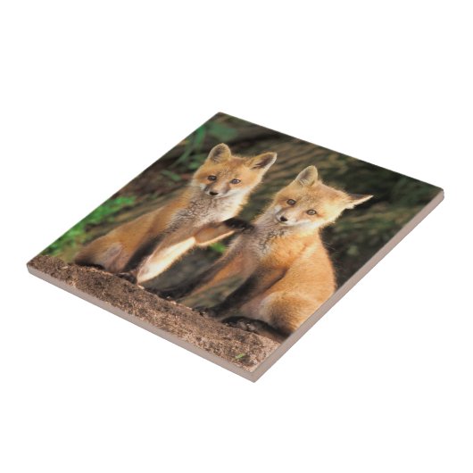 Carreau Deux Pups Red Fox devant leur Den (Côté)