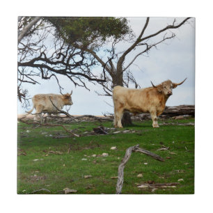 Carreau Deux vaches des Highlands fauves dans des terres r