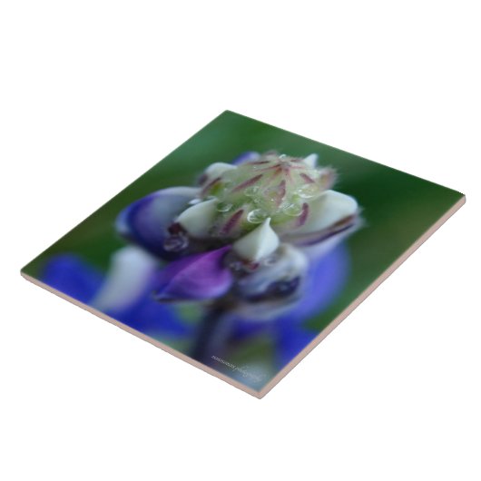 Carreau Dew Dapplé Lupine (Côté)