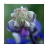 Carreau Dew Dapplé Lupine (Devant)