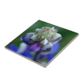 Carreau Dew Dapplé Lupine (Côté)