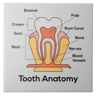 Carreau Diagramme d'anatomie des dents