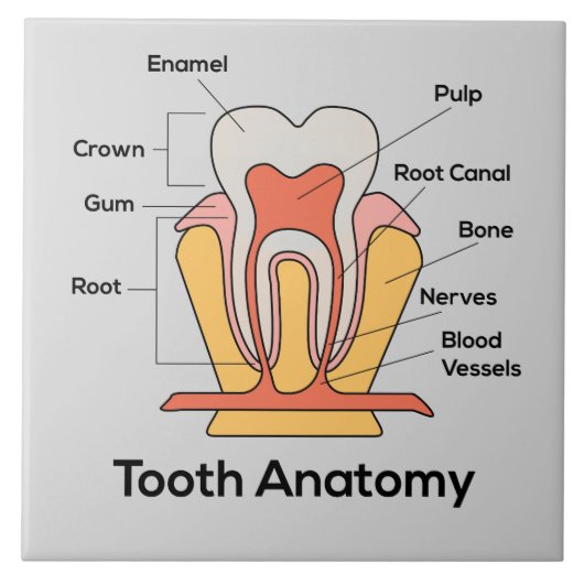 Carreau Diagramme d'anatomie des dents (Devant)