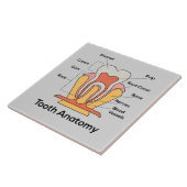 Carreau Diagramme d'anatomie des dents (Côté)