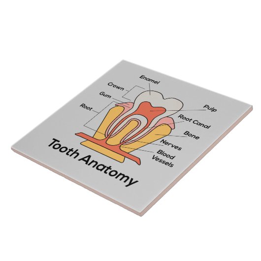 Carreau Diagramme d'anatomie des dents (Côté)