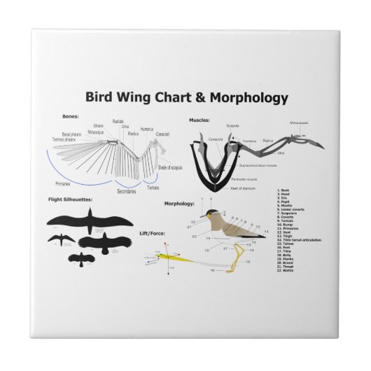 Carreau Diagramme de l'anatomie des ailes d'oiseau (Devant)
