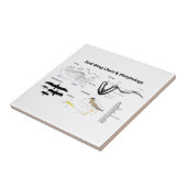 Carreau Diagramme de l'anatomie des ailes d'oiseau (Côté)