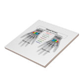 Carreau Diagramme humain de structure d'os de carpe (Côté)