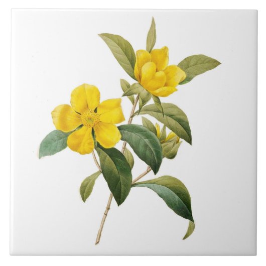 Carreau Dillenia (Devant)