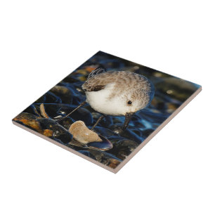 Carreau Dîners de Sanderling mignons sur une confiture sav