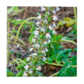 Carreau Discours de l'ours (Devant)
