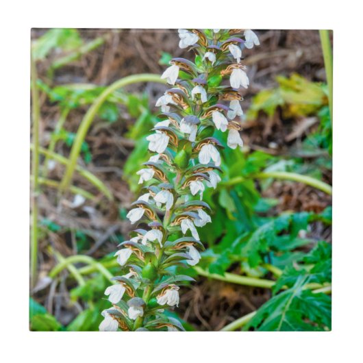 Carreau Discours de l'ours (Devant)