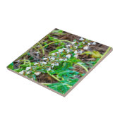 Carreau Discours de l'ours (Côté)