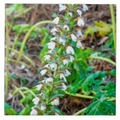 Carreau Discours de l'ours (Devant)