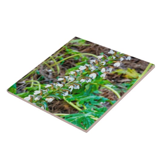 Carreau Discours de l'ours (Côté)