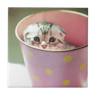 Carreau Dissimulation de chaton