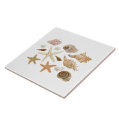 Carreau Divers coquillages étoiles de mer (Côté)