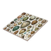 Carreau Divers types d'Oeuf Illustration scientifique (Côté)