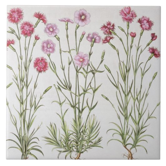 Carreau Diverses variétés d'oeillets, du 'Hortus Ey (Devant)