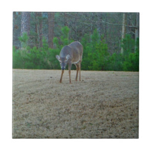 Carreau Doe / Deer sur un terrain de golf d'hiver