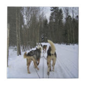 Carreau Dog Sledding à Québec, Canada (Devant)