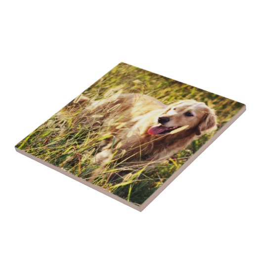 Carreau Doigt d'or (Côté)