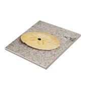 Carreau Dollar de sable chanceux (Côté)