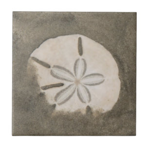 Carreau Dollar de sable (Echinarachnius parma)